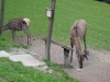 DSC03896.JPG